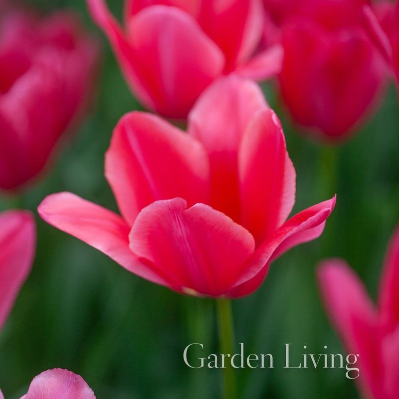 Tulipan 'Yosemite’, sen enkel - 10 stk