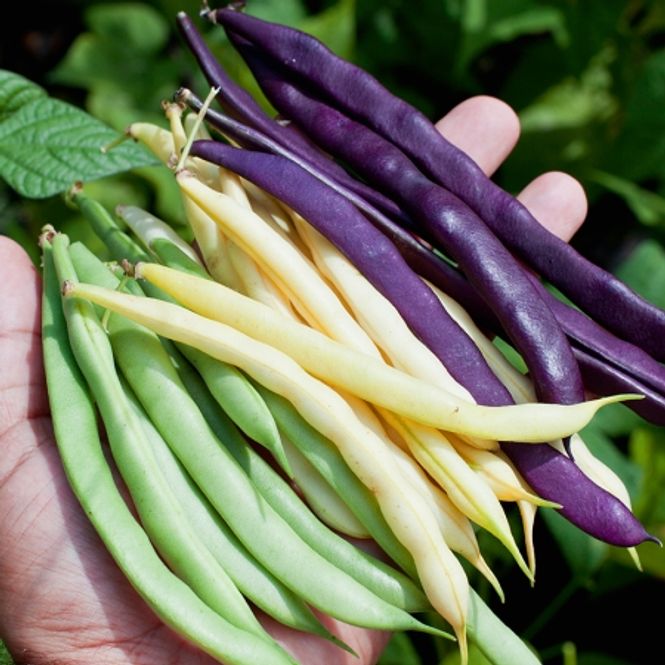 Hovedbilde Dvergbønne 'Trilogy Mixed' - Phaseolus vulgaris