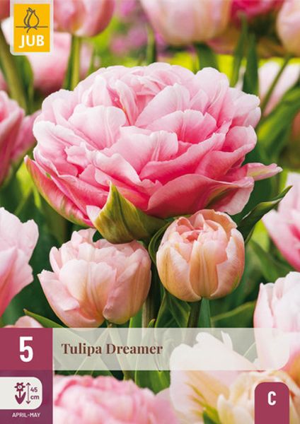 Hovedbilde Tulipan 'Dreamer', tidlig dobbel -5 stk