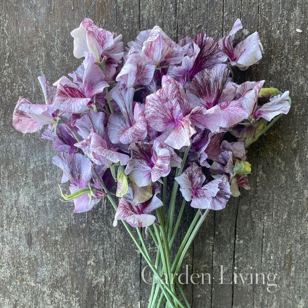 Hovedbilde Blomsterert 'Suzie Z' - Lathyrus odoratus 