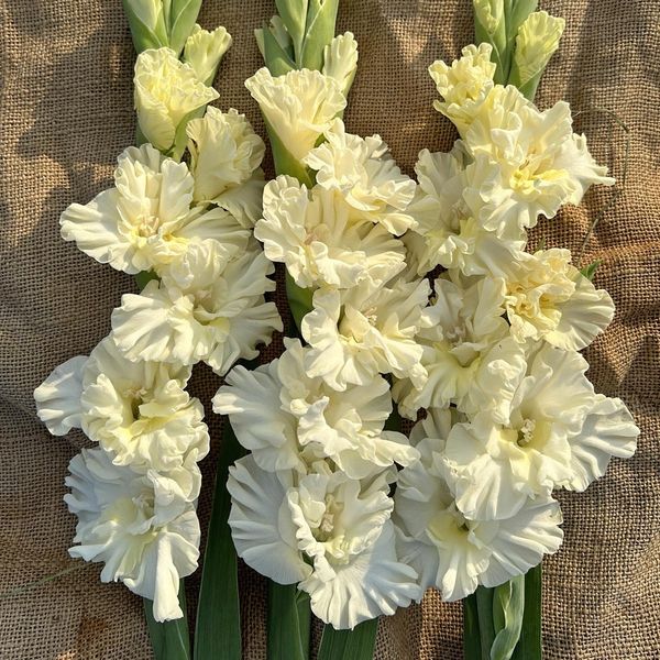 Hovedbilde Gladiol 'Sweet Chrystal' - Gladiolus, 10 stk.