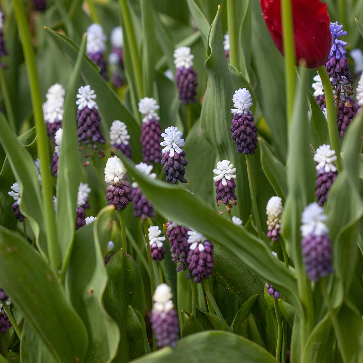 Indigoperleblomst 'Grape Ice' - Muscari latifolium - 7 stk