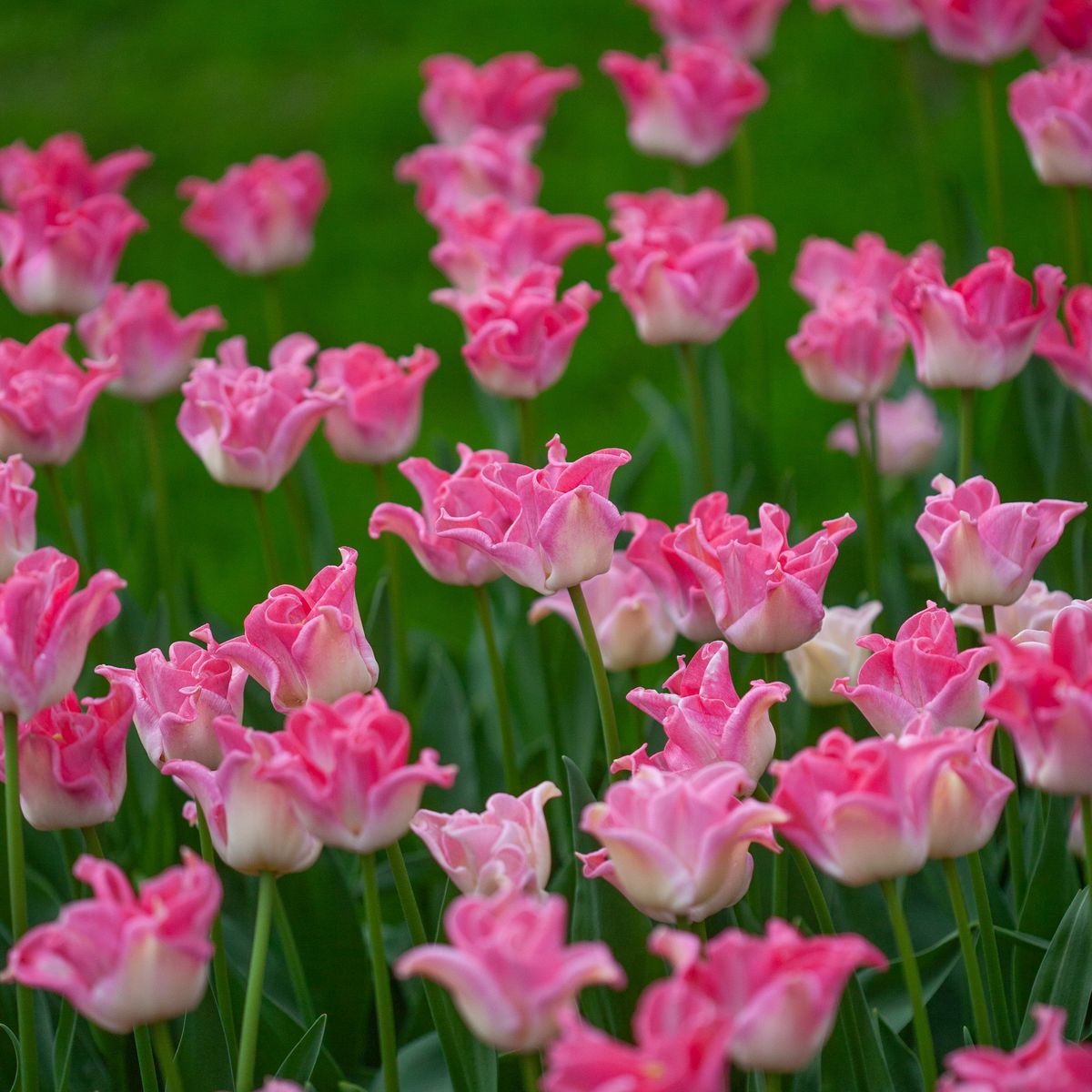 Tulipan 'Crown of Dynasty', sen enkel - 5 stk
