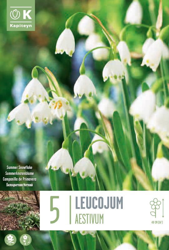Jonsokklosterklokke - Leucojum aestivum - 5 stk