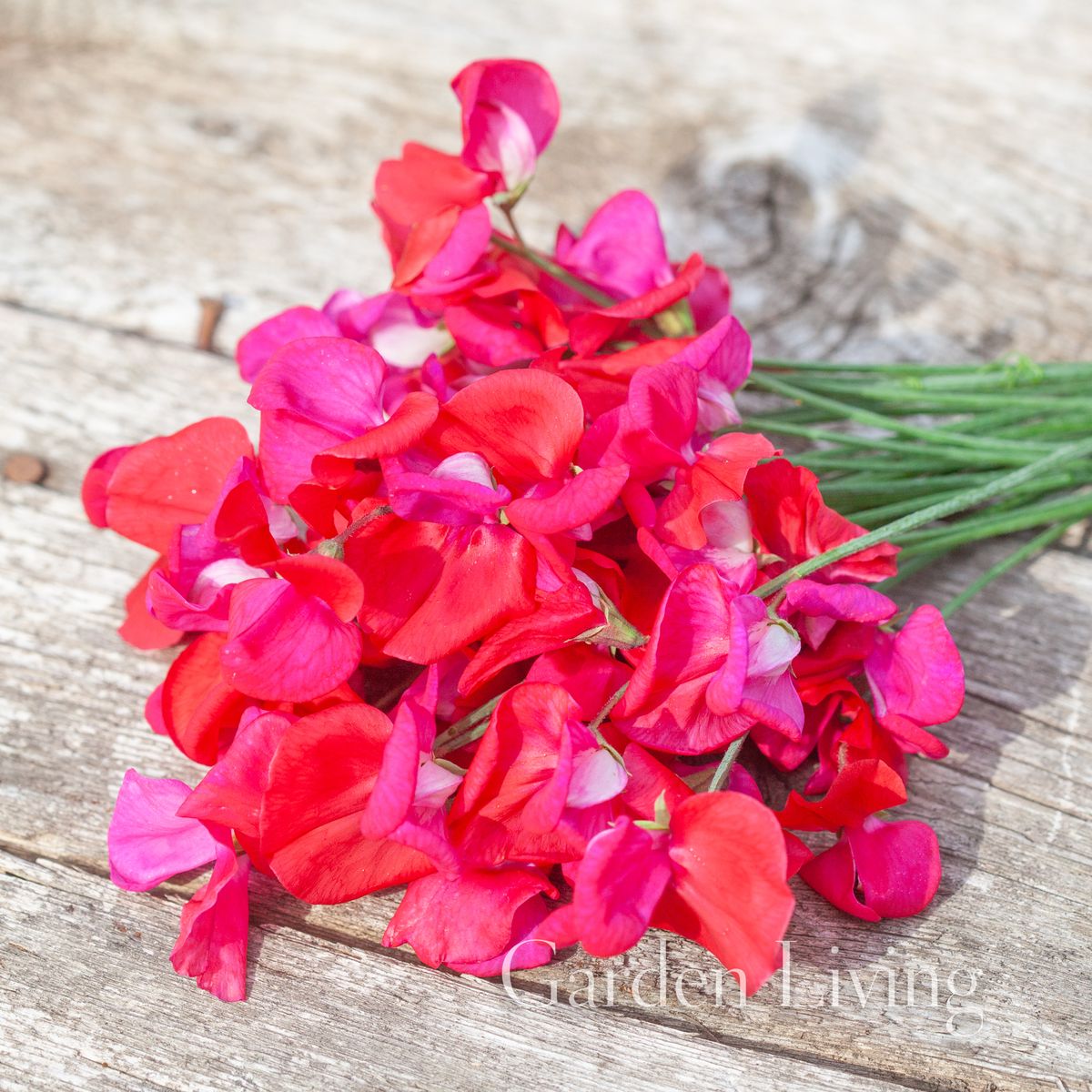 Blomsterert 'Prince Of Orange' - Lathyrus odoratus 