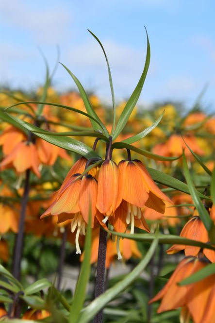 Hovedbilde Keiserkrone 'Early Dream' - Fritillaria imperialis- 1 stk 