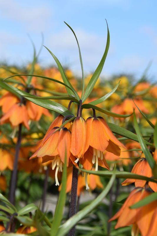 Keiserkrone 'Early Dream' - Fritillaria imperialis- 1 stk 