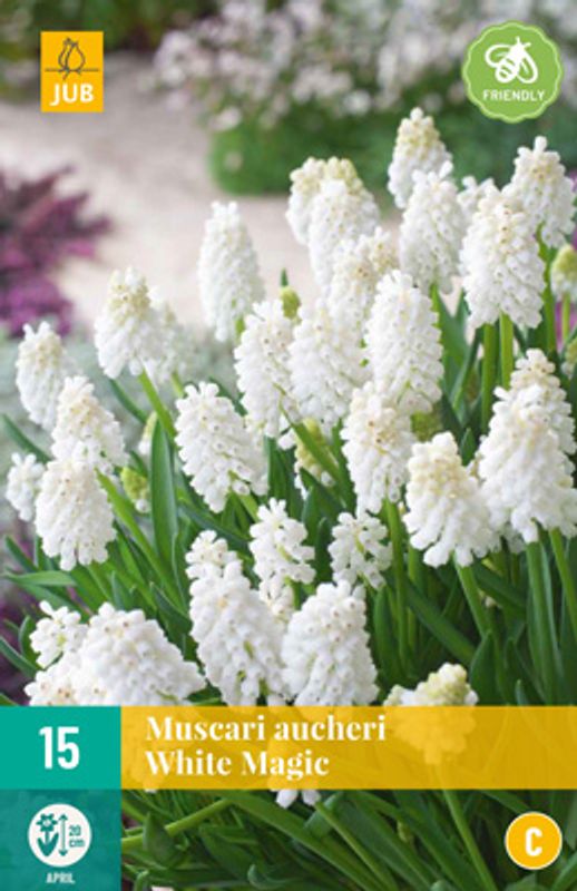 Perleblomst 'White Magic' - 15 stk