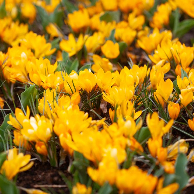 Hovedbilde Krokus 'Yellow Mammouth' - Crocus - 10 stk