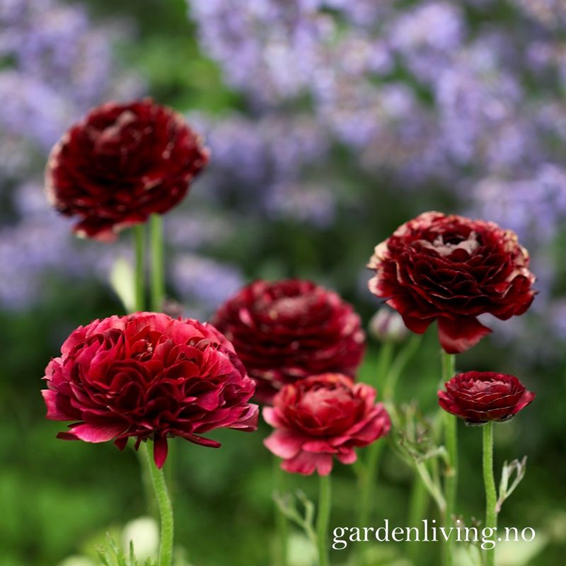 Ranunkler 'Amandine Chocolate' - Ranunculus, 10 stk.