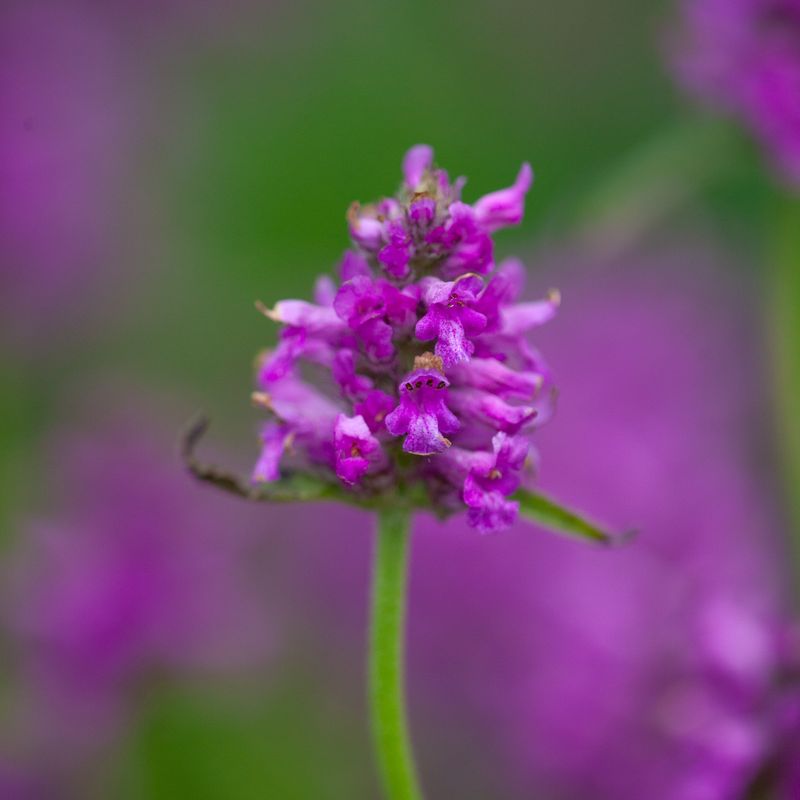 Svinerot 'Hummelo' - Stachys monnieri