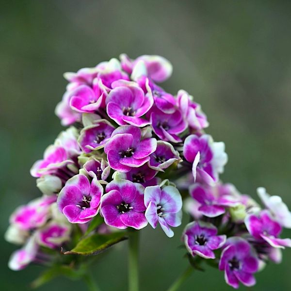 Hovedbilde Høstfloks 'Orchid Yellow' - Phlox paniculata