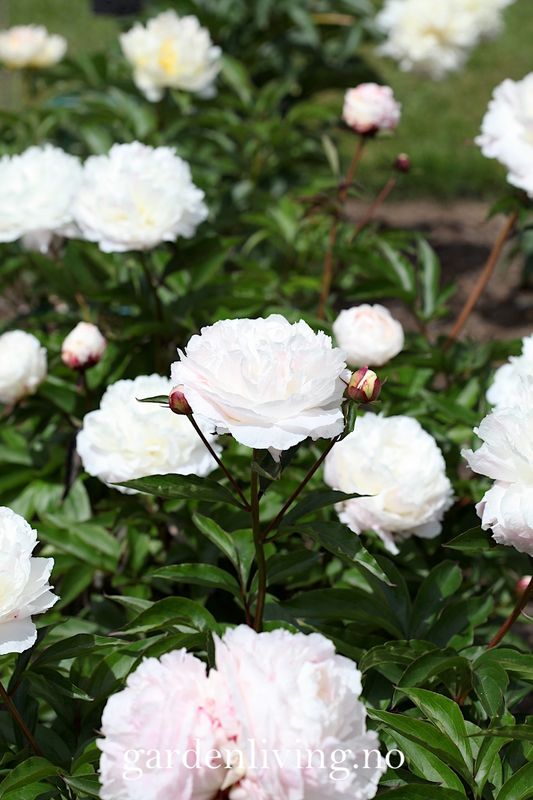 Silkepion 'Shirley Temple' - Paeonia lactiflora