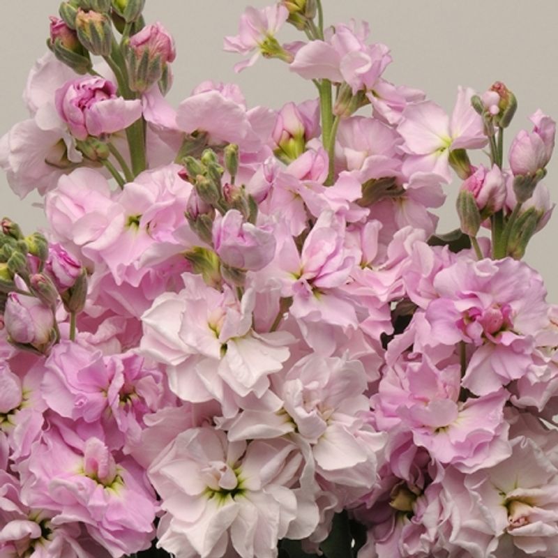 Levkøy 'Cherry Blossom Punch' - Matthiola incana