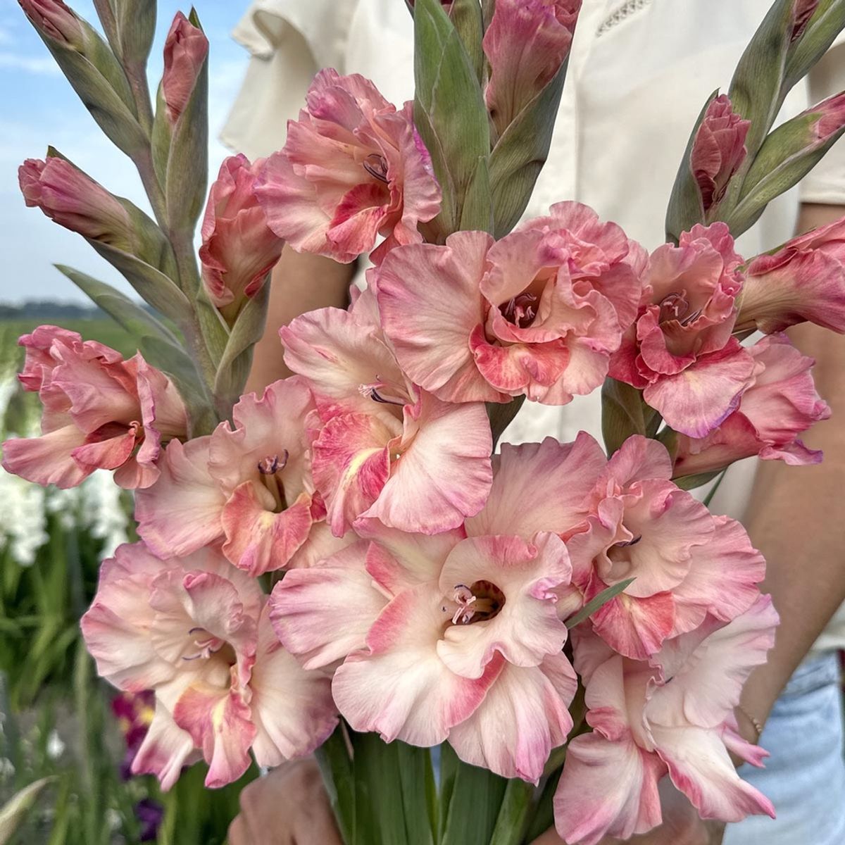 Gladiol 'Cherry Candy' - Gladiolus, 10 stk.