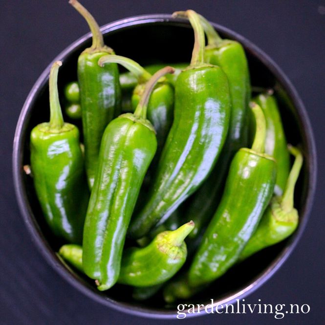 Hovedbilde Chilipepper 'Padron' - Capsicum annuum 
