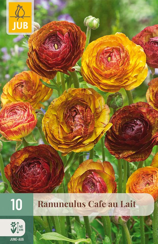Ranunkler 'Cafe au Lait' - Ranunculus, 10 stk.