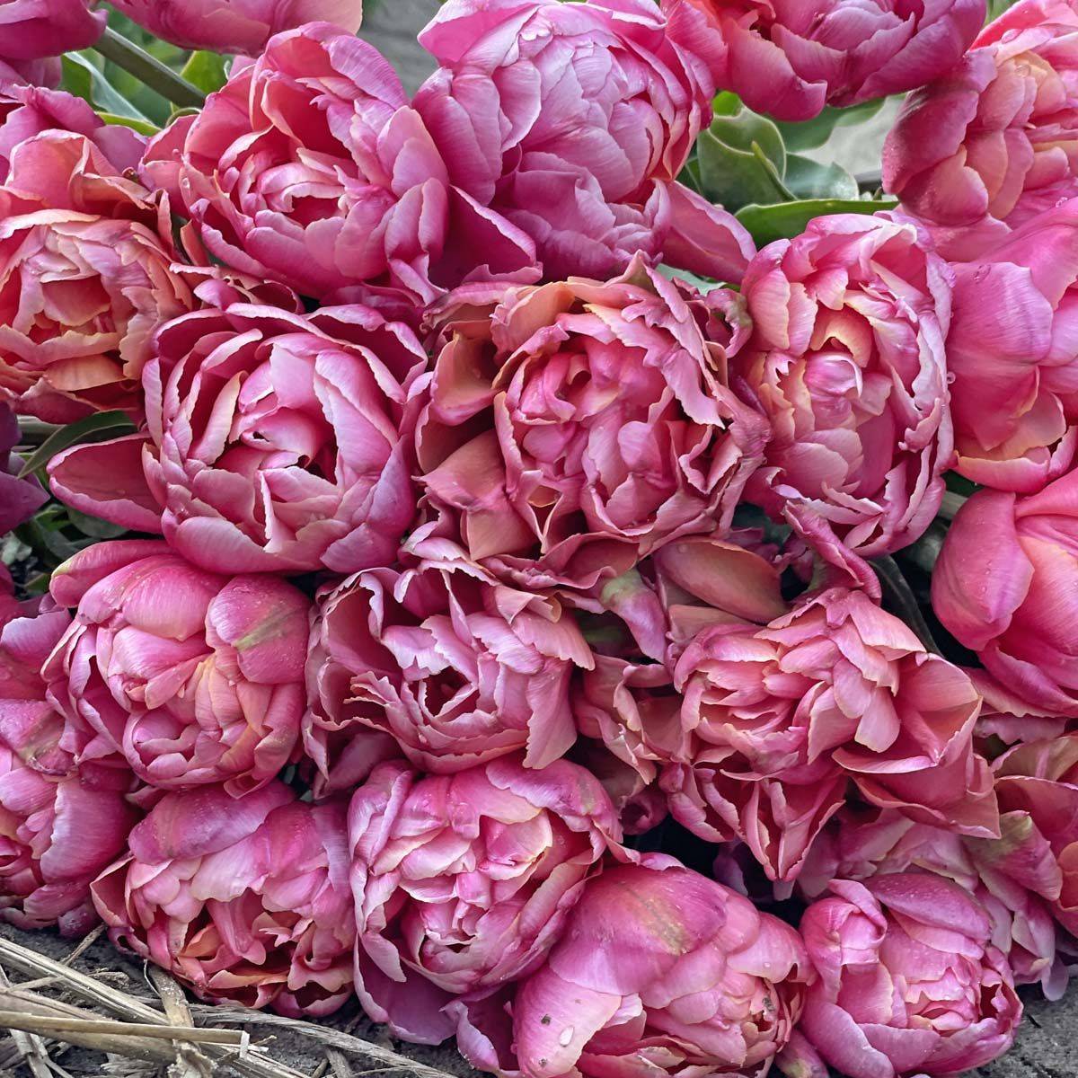 Tulipan 'Pink Star’, sen dobbel - 10 stk