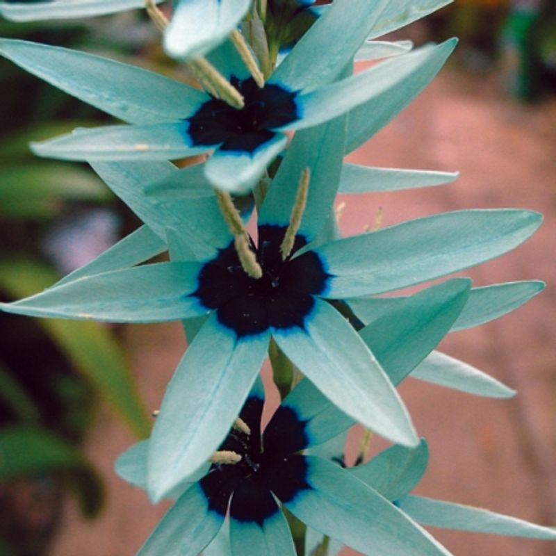 Ixia viridiflora 'Jade Green'