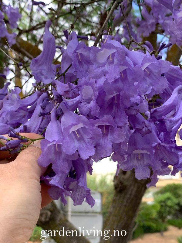 Jacaranda mimosifolia