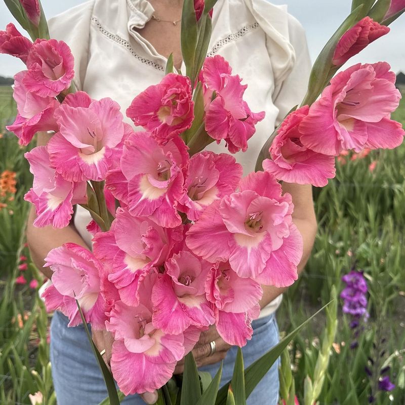 Gladiol 'Pink Parrot' - Gladiolus, 10 stk.