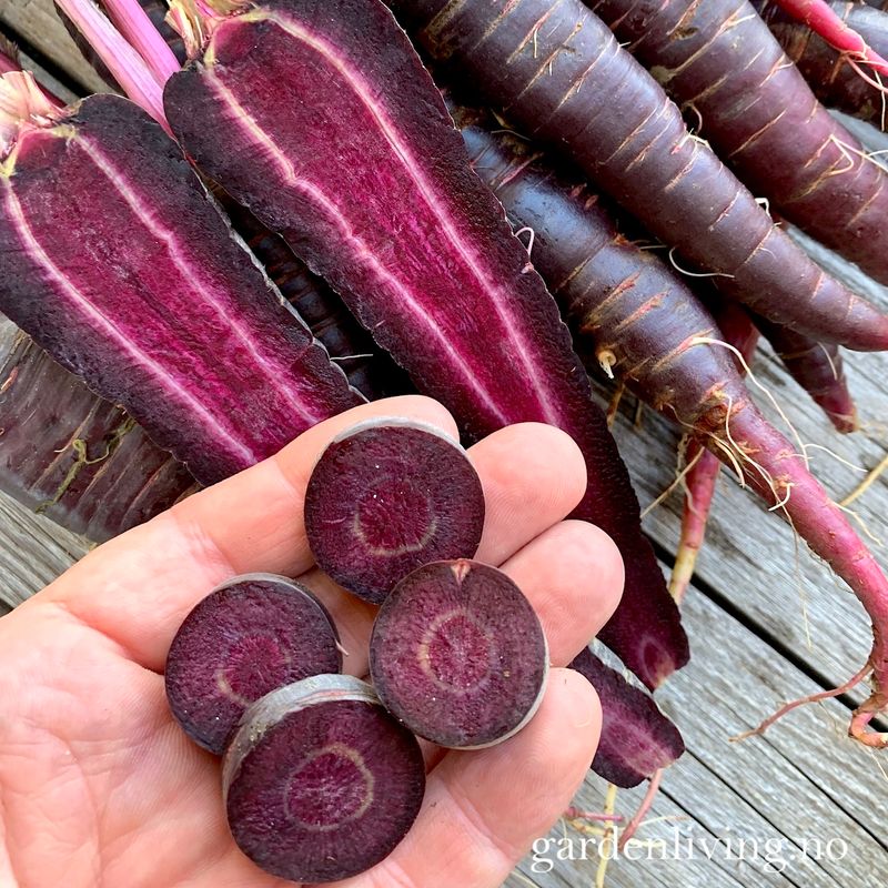 Gulrot 'Purple Hybrid' F1 - Daucus carota