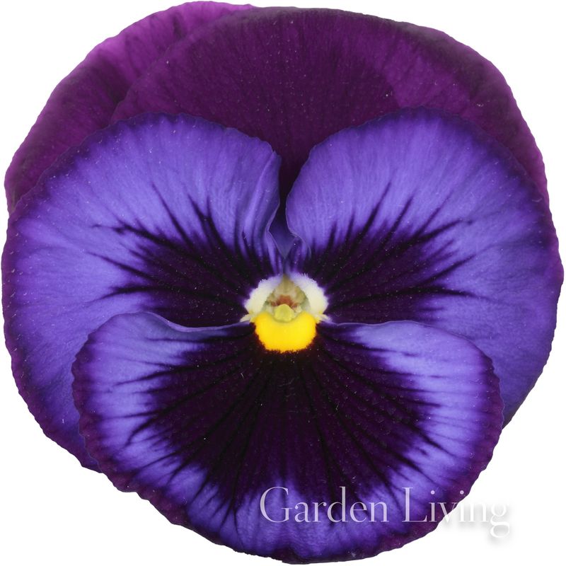 Stemorsblomst 'Pax Denim' F1 - Viola x wittrockiana