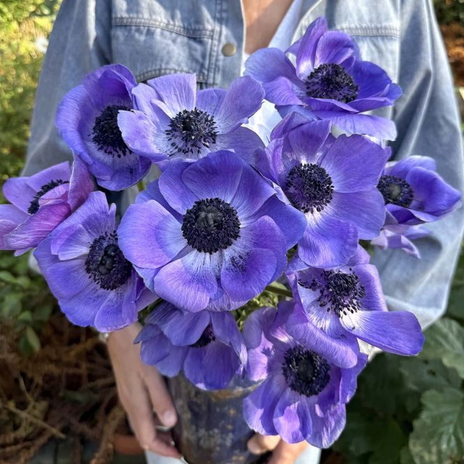 Hovedbilde Kronsymre 'Mistral® Plus Blu' - Anemone coronaria, 7 stk