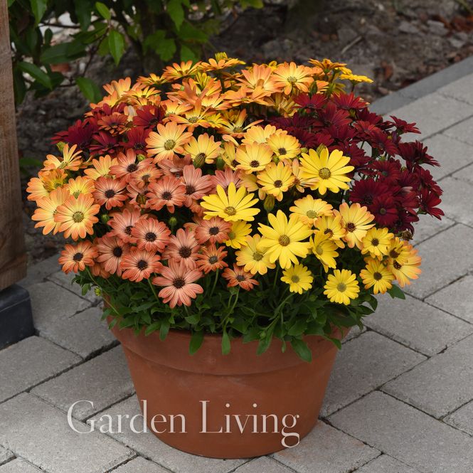 Hovedbilde Spansk margeritt 'Akila Sunset Shades'