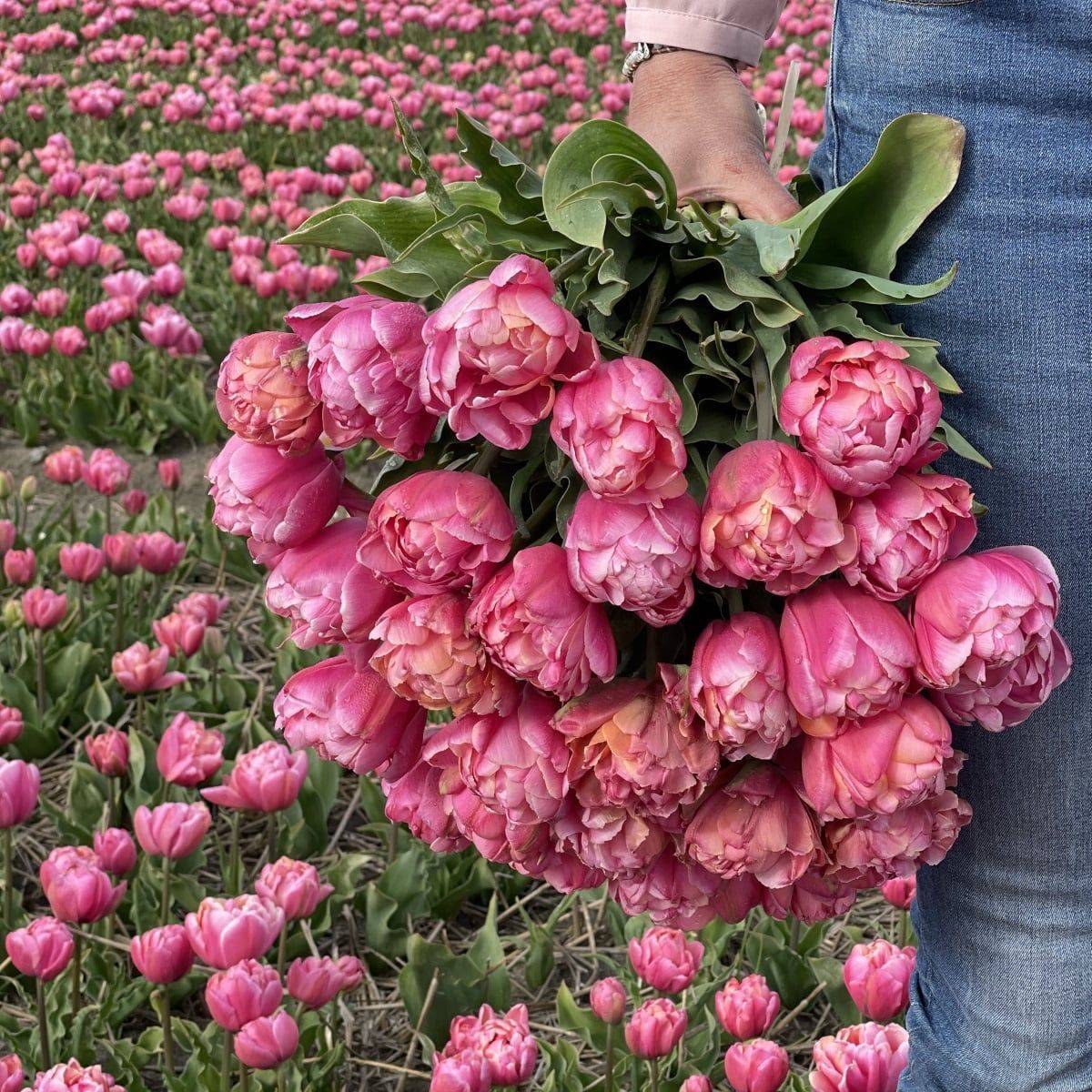 Tulipan 'Pink Star’, sen dobbel - 10 stk