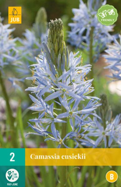 Hovedbilde Bjørnestjerne -  Camassia cusickii - 2 stk