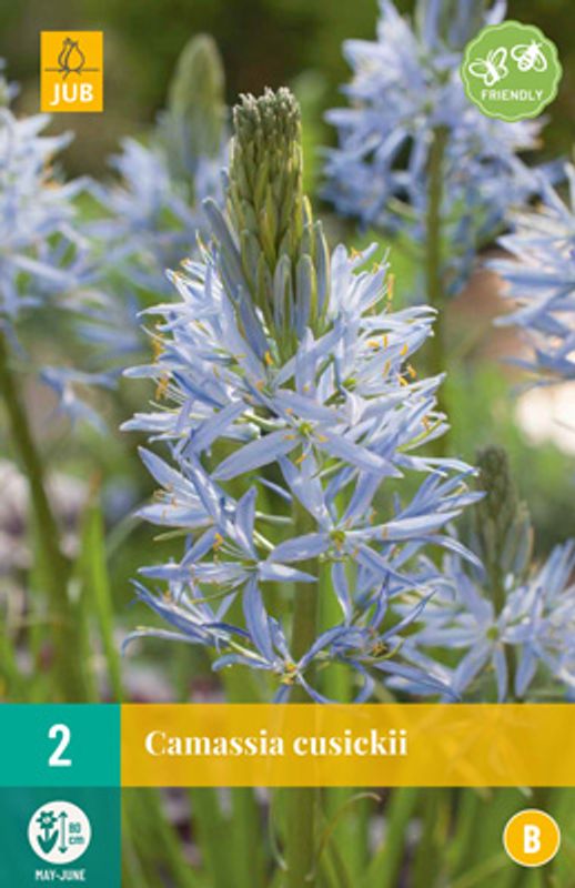 Bjørnestjerne -  Camassia cusickii - 2 stk