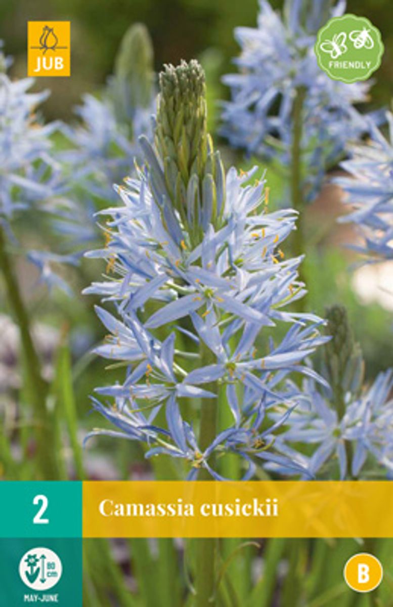 Bjørnestjerne -  Camassia cusickii - 2 stk