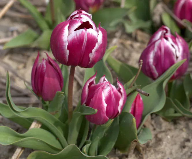 Hovedbilde Historisk tulipan 'Duc van Tol Violet' - 1 stk 