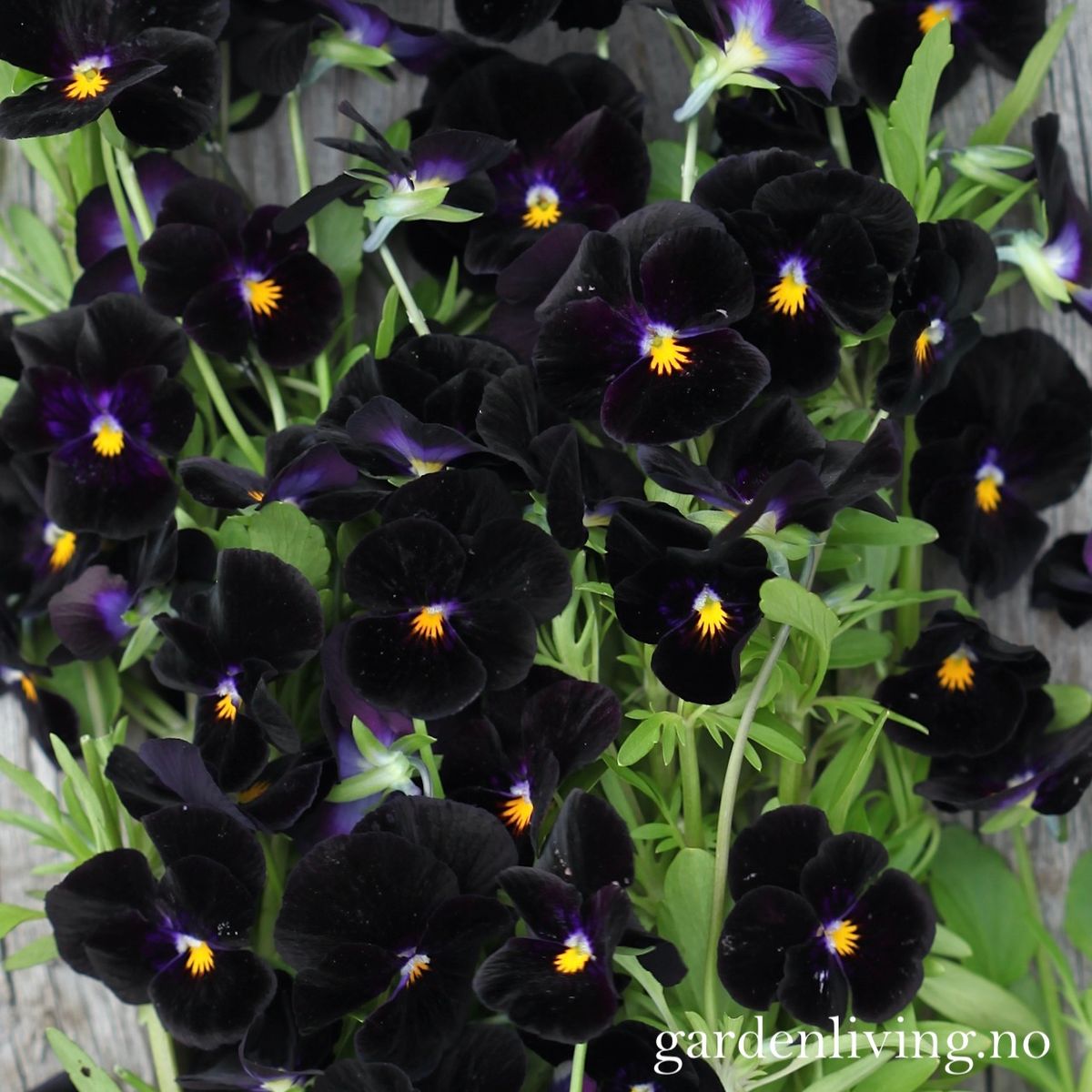 Stemorsblomst 'Back To Black', småblomstret - Viola x williamsii