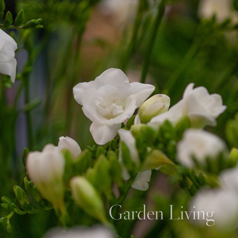 Freesia Double White, 15 stk.