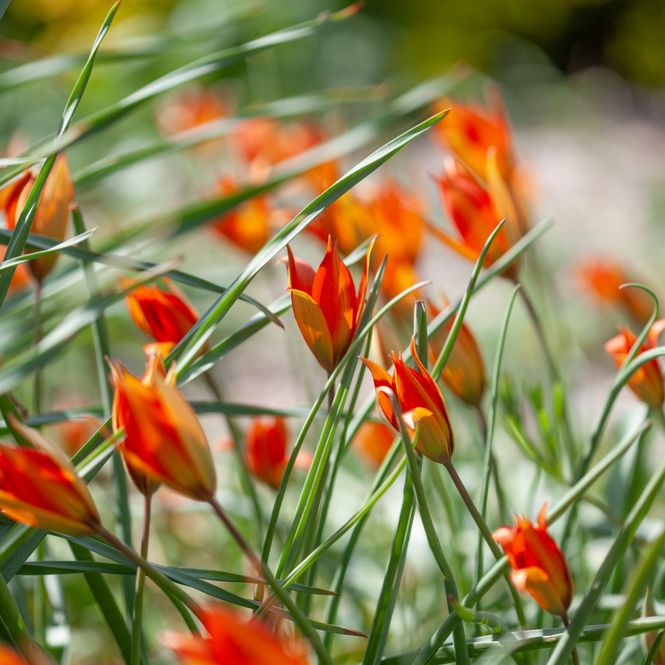 Hovedbilde Villtulipan 'Little Princess' - 10 stk