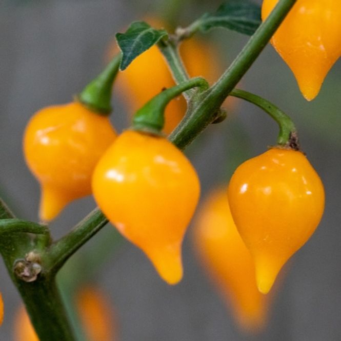 Hovedbilde Chilipepper 'Biquinho Yellow' - Capsicum annuum