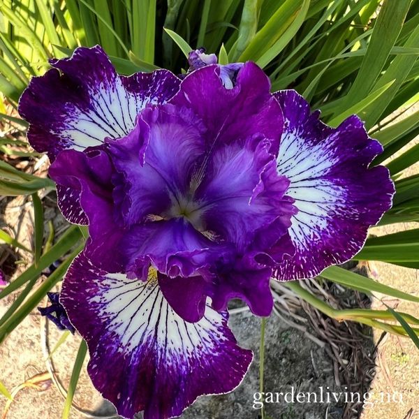 Hovedbilde Sibiriris 'Something Shocking' - Iris sibirica