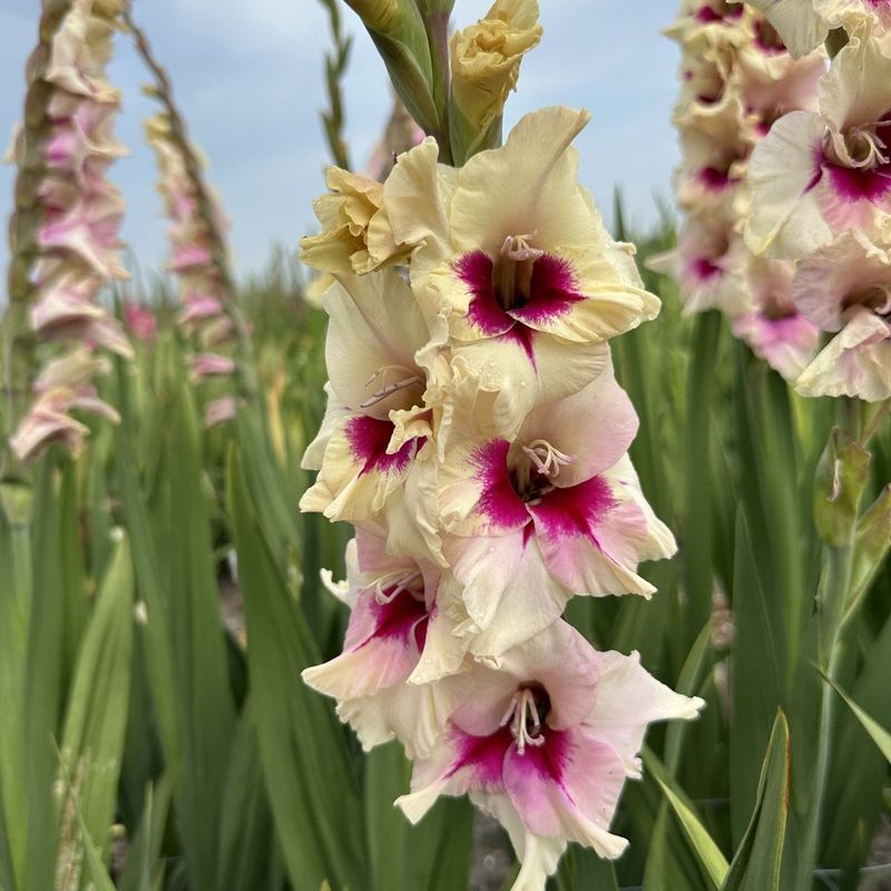 Gladiol 'Amber Mistique' - Gladiolus, 10 stk.