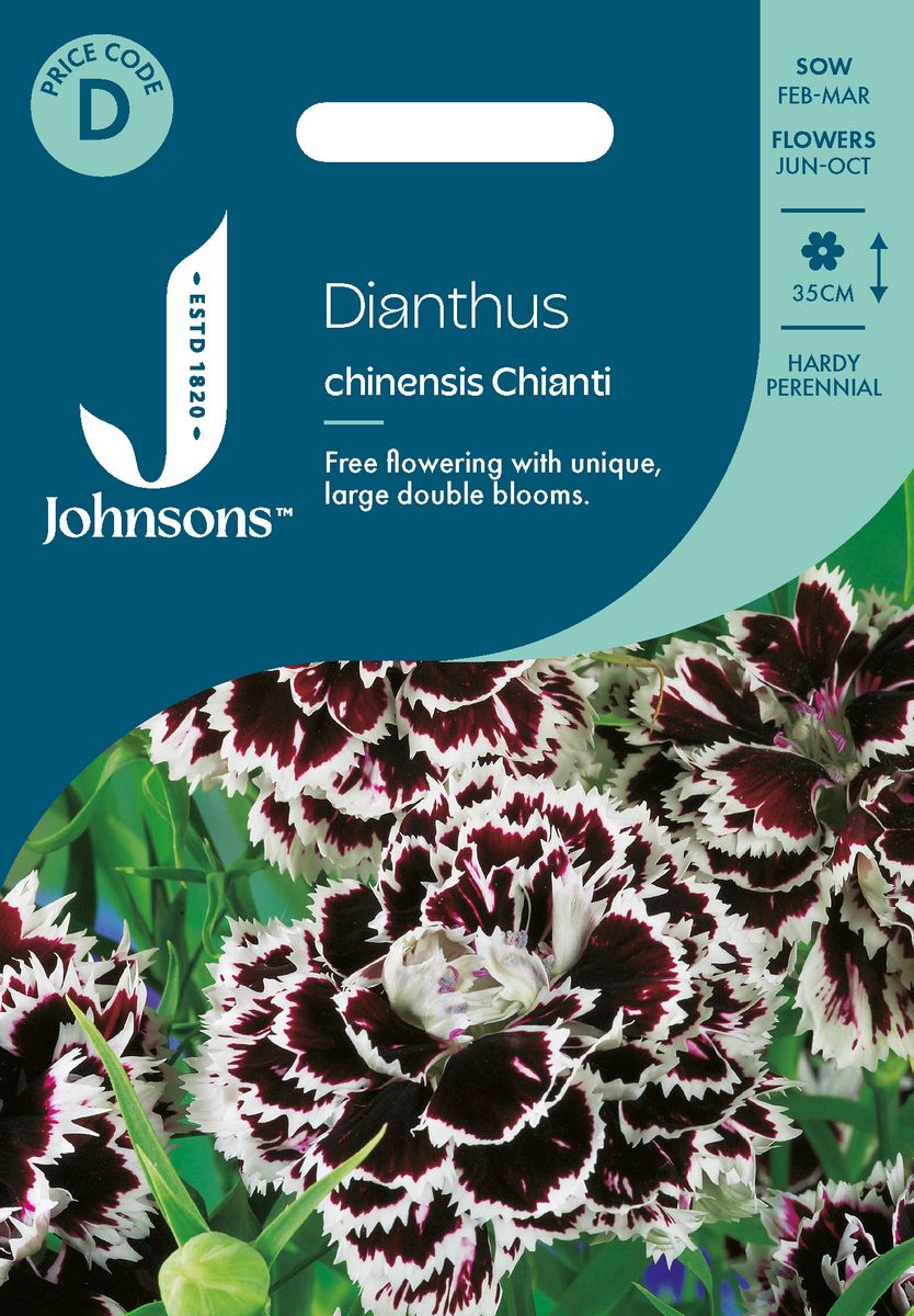 Kinanellik 'Chianti' - Dianthus chinensis