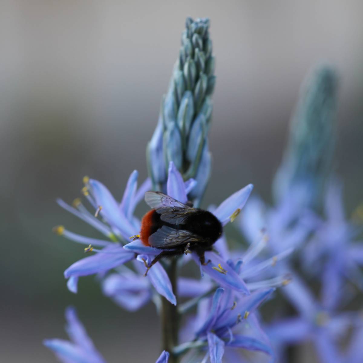 Bjørnestjerne 'Blue Candle’ - Camassia lei. - 1 stk