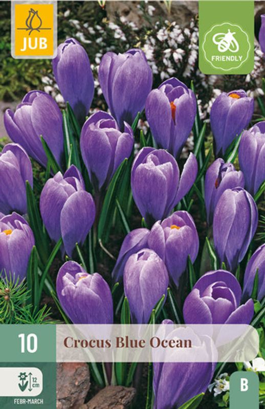 Storblomstret krokus 'Blue Ocean' - Crocus - 10 stk