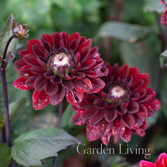 Hovedbilde Georgine 'After Dusk' - Dahlia x cultorum, 1 stk.