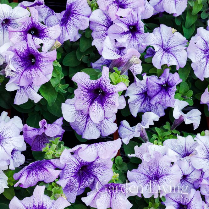 Hovedbilde Petunia 'Limbo Blue Vein' F1 - Petunia grandiflora