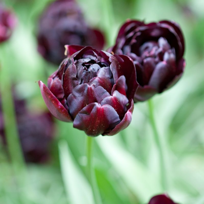 Tulipan 'Black Hero’, sen dobbel - 8 stk