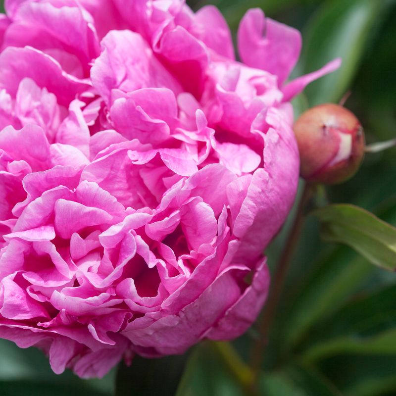 Silkepion 'Doctor Alexander Fleming' - Paeonia lactiflora