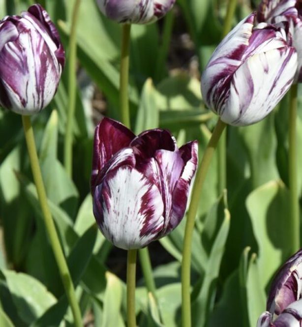 Hovedbilde Historisk tulipan 'Aubade Broken' - 1 stk 