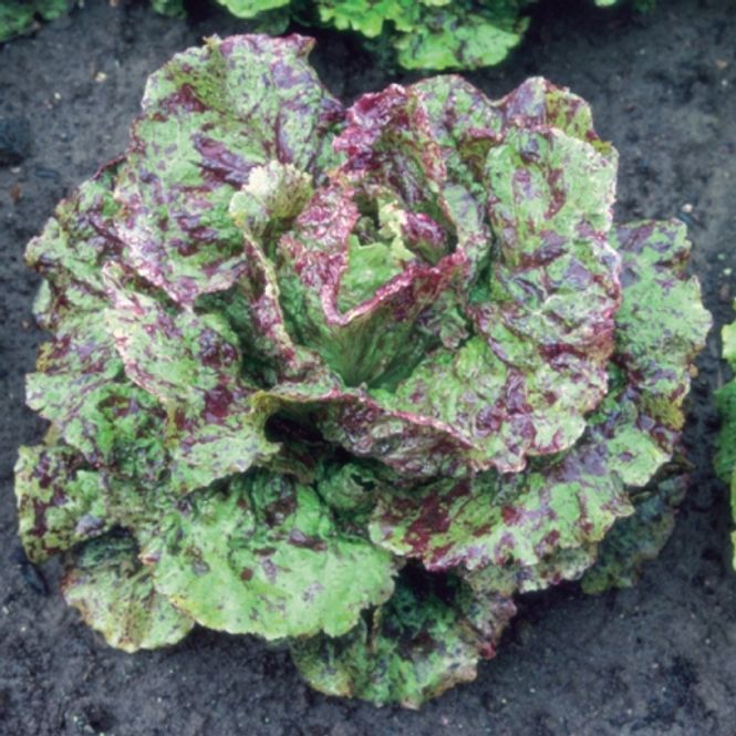 Hovedbilde Bladsalat 'Freckles' - Lactuca