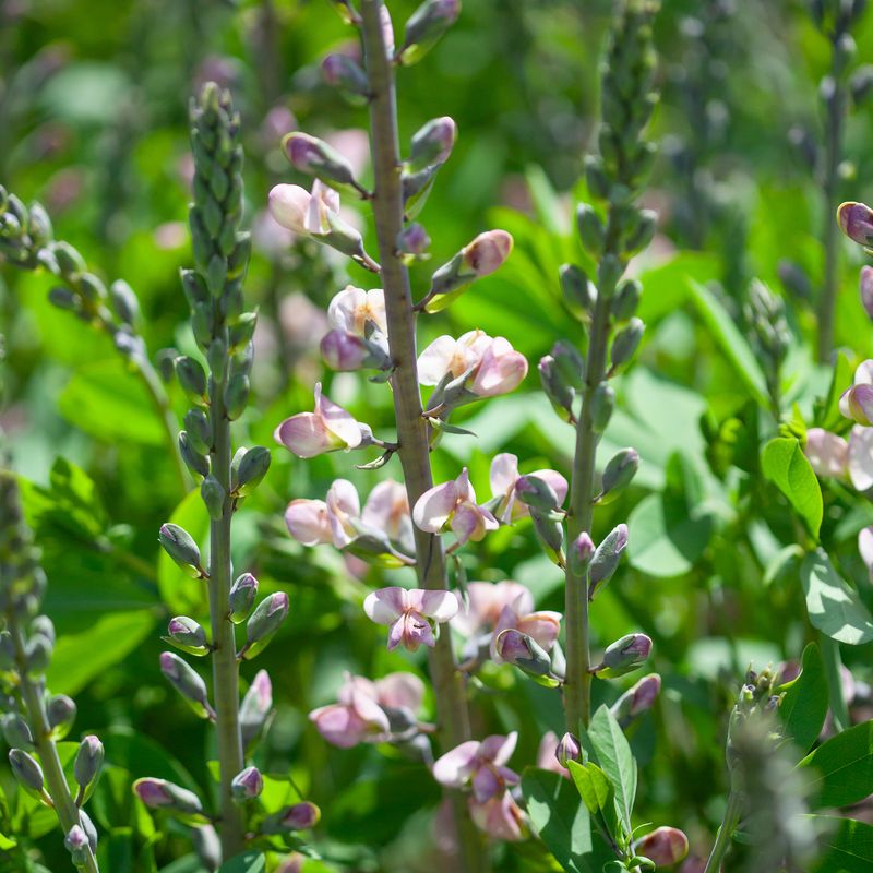 Fargeskolm 'Pink Truffles' - Baptisia